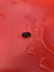 Tenebrio molitor
