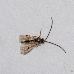 Microgastrinae