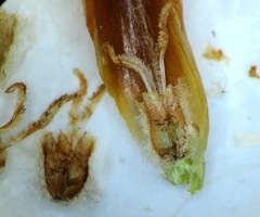 Staberoha distachyos