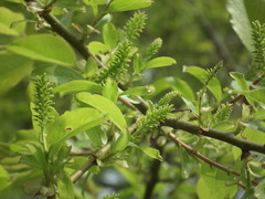 Salix chaenomeloides