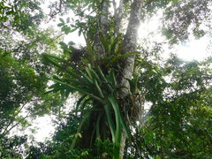 Aechmea bracteata