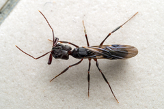 Odontomachus simillimus