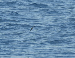 Hydrobates leucorhous