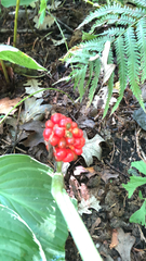 Arisaema triphyllum