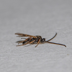 Microgastrinae