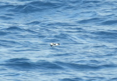 Pelagodroma marina