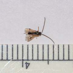 Microgastrinae