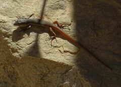 Psammodromus algirus