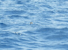 Hydrobates leucorhous