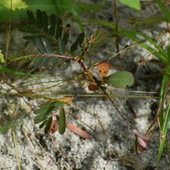 Chamaecrista mimosoides
