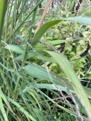 Sorghastrum nutans