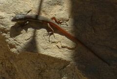 Psammodromus algirus
