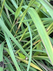 Sorghastrum nutans