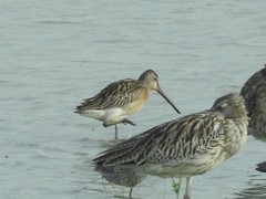 Limnodromus semipalmatus