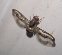 Toxonevra muliebris