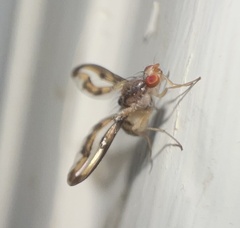Toxonevra muliebris