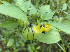 Physalis philadelphica