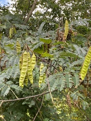 Albizia julibrissin
