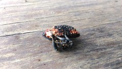 Eucryptorrhynchus scrobiculatus