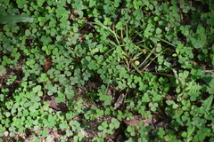 Oxalis corniculata