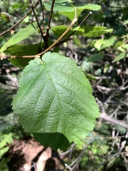 Corylus cornuta