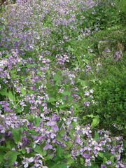 Orychophragmus violaceus