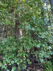 Vitis rotundifolia