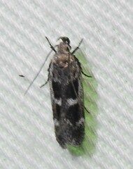 Filatima obidenna
