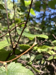 Corylus cornuta