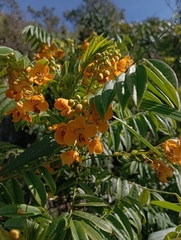 Senna stipulacea