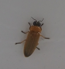 Abscondita