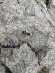 Camponotus novaeboracensis