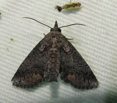 Paectes abrostolella