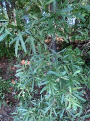 Quercus phellos