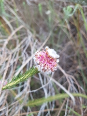 Serruria trilopha