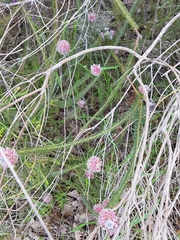 Serruria trilopha