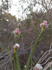Serruria trilopha