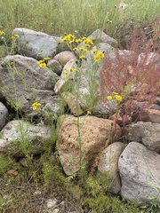 Hymenothrix dissecta