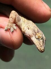 Hemidactylus mabouia