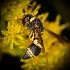 Euodynerus hidalgo boreoorientalis