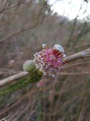 Serruria trilopha