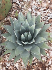 Agave parryi parryi