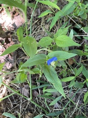 Commelina communis