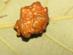 Andricus nigricens