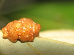 Andricus nigricens
