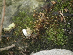 Bryopsida