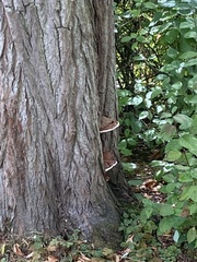 Ganoderma applanatum