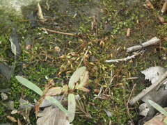Bryopsida
