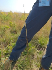 Sporobolus compositus