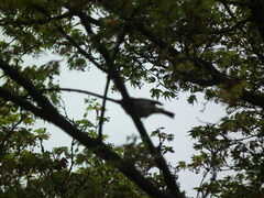 Phylloscopus proregulus